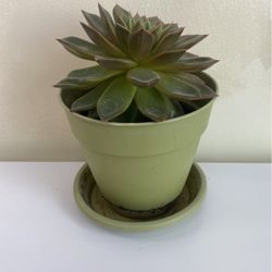 Succulent Plants