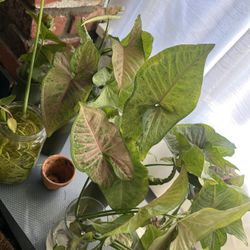 Pink Syngonium