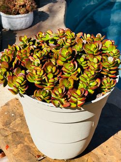 Crassula Ovata Jade Plant
