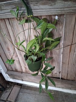 Hoya Plant in Hanging Pot