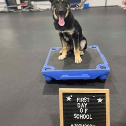 9 month Old Shepsky needs rehoming