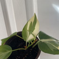 Beautiful Philodendron Rio Sport Plant 