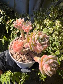 $48 - Lovely Rose Colorful Variegated (3 left)