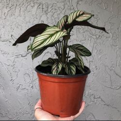 **RARE** Calathea Majestica/ White Star