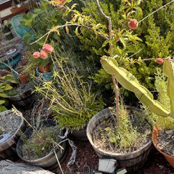 Potted Fruit trees, Other Plants