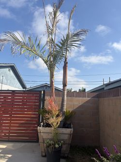 Triple King Palm in container $250 Price Drop