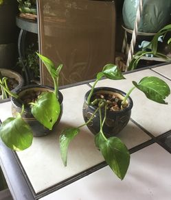 Photos plant