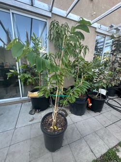 Gefner atemoya fruit plant tree above 5 feet tall in 25 gallon pot