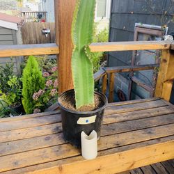 Live indoor Euphorbia Ammak (African Candelabra) cactus in a plastic nursery planter—firm price