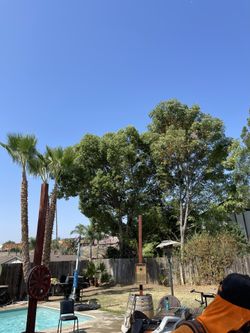 Tree 🌳