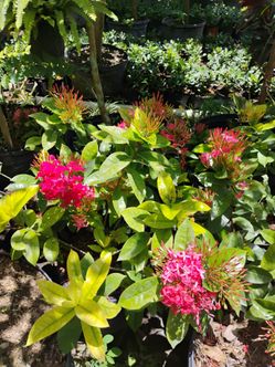 Huge Sale! Ixora Nora grand 7gl $16 Blooming🌸