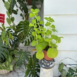 Orégano Cubano (poleo) Plant 