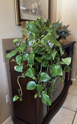 Pothos