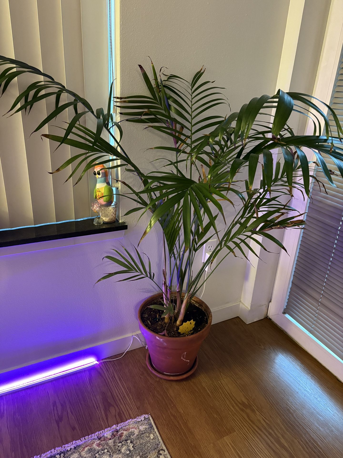 Needle Palm Plant