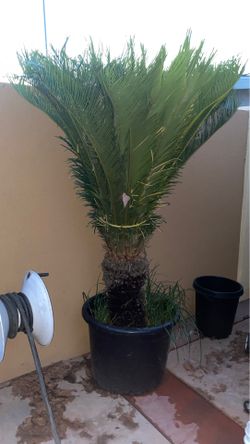 Plant