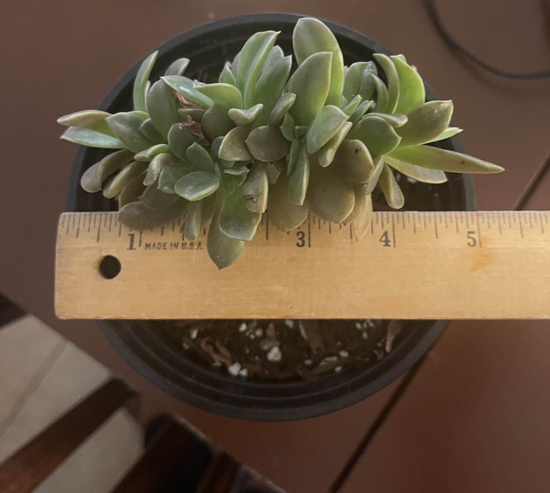 Succulent