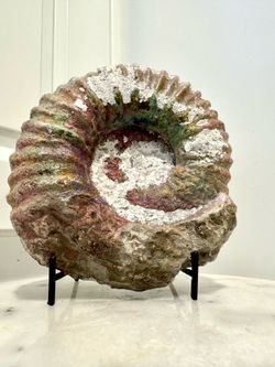 Large Ammonite with stand