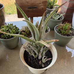 Aloe Vera Cacti