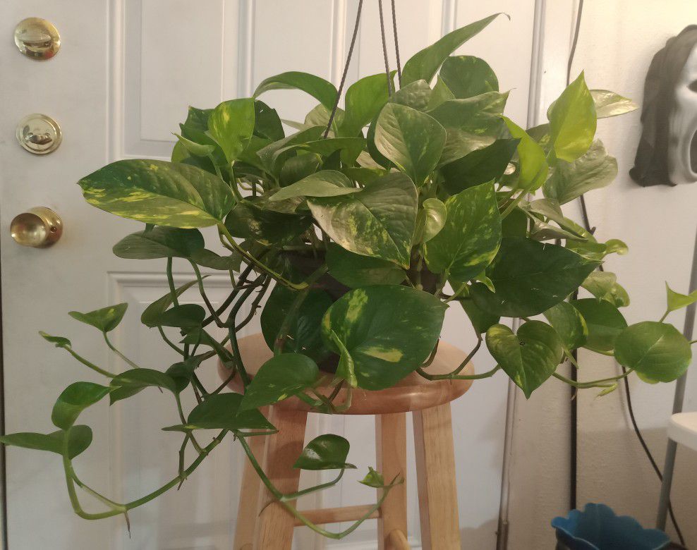 Large Golden Pothos Plant In 10" Hanging Planter (Full Fast Growing Plant With Bright Two-tone Golden Yellow And Green Leaves)