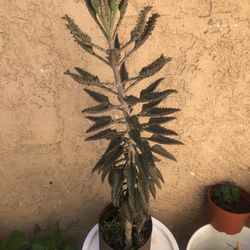 Planta  Kalanchoe