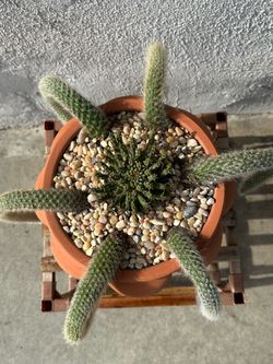 Monkey tail cactus and Medusa succulent