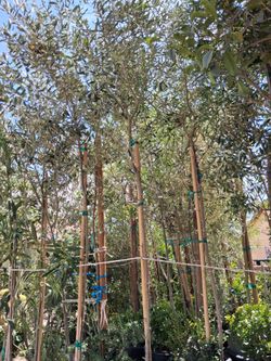 Olive trees.