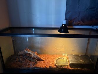 Snake Tank