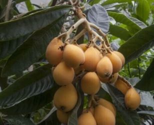 Gold nugget loquat tree