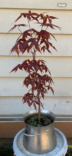 Bonsai, Japan maple 22 inches