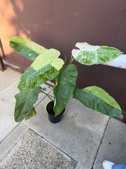 Big philodendron Jose Buono 40” tall in 9” pot