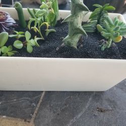 Seven Succulents Planter