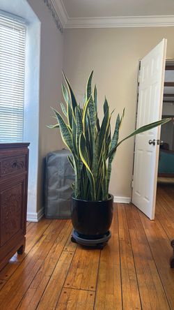 Large Snake Plant in Black Pot
