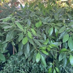 Avocado Tree
