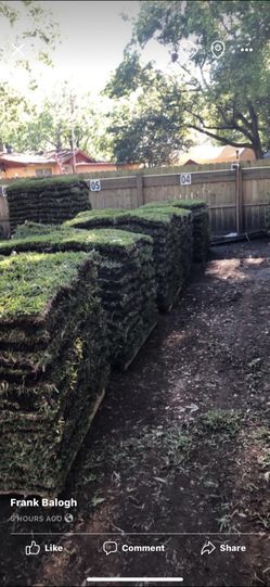 Fresh Cut St. Augustine Sod