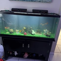Pecera - Fish Tank