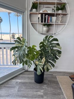 Monstera Thai constellation 7g pot 5ft