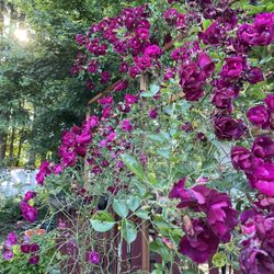 Climbing Red to Purple Rose 