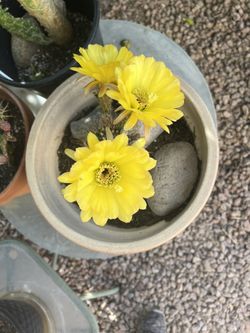 GODDESS CACTUS