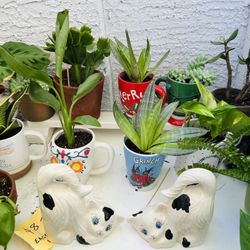 Plants For Sale 8 Each 
