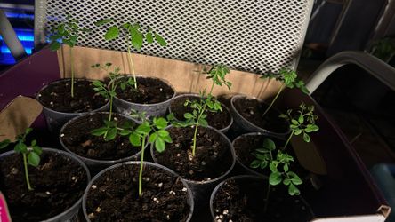 Moringa live plant in 4 inch pot