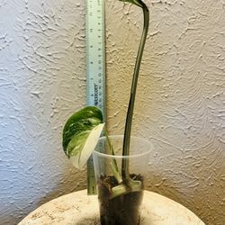 Monstera Albo Highly Variegated Well Rooted Cutting