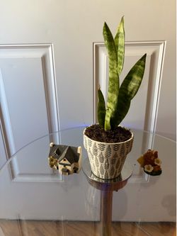 Plant