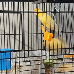 Canary  Cages