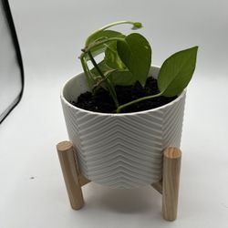 White Ridge Ceramic Pot With Wood Stand And Live Plant