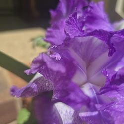 Fresh Cut Bearded IRIS Herbal Bouquet