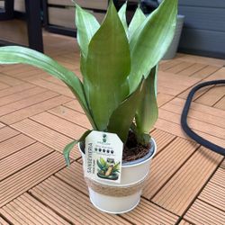 Sansevieria Snake plant 