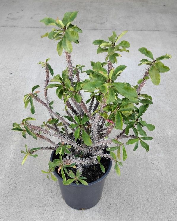 5 Gallon Crowns Of Thorns