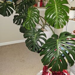 Large Monstera Plant