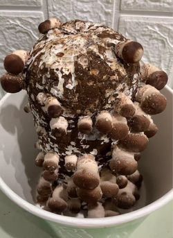 🍄 Mushroom Growing Kits – Grow Your Own at Home! 🌱