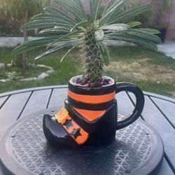 Very Healthy Madagascar Palm Tree In Holloween Vase 